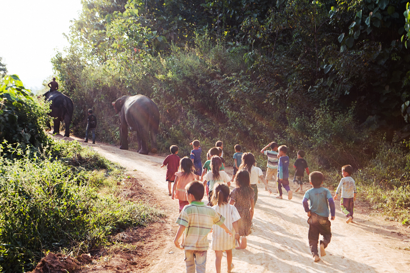 After a long day, the elephants arrive at the campsite in Ban Nongnong and are taken out into the forest to spend the night grazing and resting up for the next day.